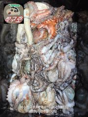 여수 짱구호 8월30일(일) 문어(100여수)조황 ☆갑오징어.쭈꾸미☆출조 모집 사진