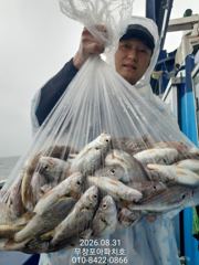 [무창포아파치호]8월31(월),10분조사님들,마릿수의백조기조황~내일부터쭈갑병행출조,물때좋은날선예약취소자발생으로자리여유,전화주세요~010-8422-0866. 사진