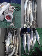 테크호 -대삼치  많은마릿수 화끈한손맛~ 사진