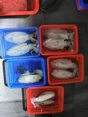 [통영] 무늬오징어 팁런...사이즈 좋네요... 사진