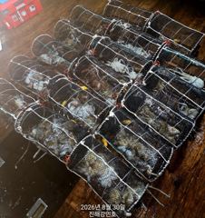 문어(기록갱신) 장원 30수 27수 25수 23수 22수~호조황~강민호(1일 예약) 사진