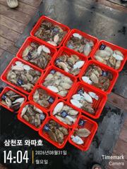 월요일 갑오징어 조황입니다 좋습니다 사진