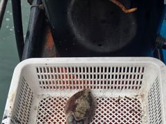 31일 갑오징어 탐사 사진