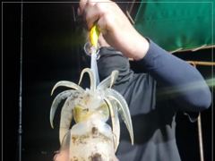 (南)남해조황 - 유촌 형만레저 선외기 감성돔 마리수 조황입니다 사진