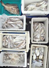 오늘의조황 - [무창포 플러스호] 8월 30일 백조기 낚시 전원 100마리이상 느나느나, 찍쌍찍상~ 내일 백조기 마지막 출조/ 예약가능 010-3304-7556 - 무창포 선상바다낚시전문배 플러스호 사진