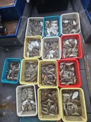 조황정보 - 8/31 갑오징어 조황 - 무창포선상낚시 사진