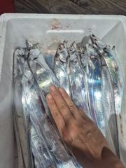 갈치 사진