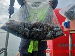 갑오징어조황(8월/30일) 대사리물때 대박조황 사진