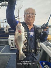 26년 8월15일 대천항 챔피언호 "백조기-가족낚시" 주말 17분 모시고 출조 다녀왔습니다 (feat. 어닝설치완료 사진