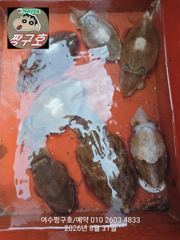 여수 짱구호 8월31일(월)갑오징어 탐사 조황 사진