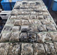 [쭈·갑조황]9월1일뉴청운호쭈갑조황 사진