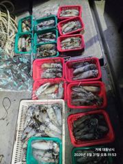 [거제] (무늬오징어)가조도 시즌 OPEN~연타로 줄줄이~대동낚시(오늘 … 사진