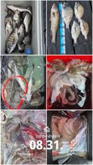 [사천] 삼천포 산분령 유료낚시터 8/31 조황입니다 !! 사진