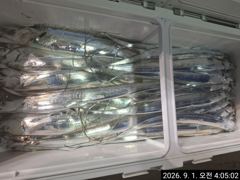 9월1일 입항 먼바다 왕갈치 조황입니다 사진