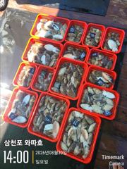 내일 갑오징어 모십니다 사진
