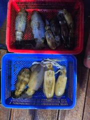 무늬오징어 팁런 마리수로 올라옵니다.. 사진