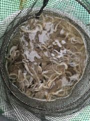 오늘의 조황 - 해진호 9월 1일 쭈갑 조황 - 영흥도 배낚시선주협회 사진
