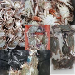오늘의조황 - 8월 22일 꽃게 조황 - 영흥도루어피싱호,배낚시 사진
