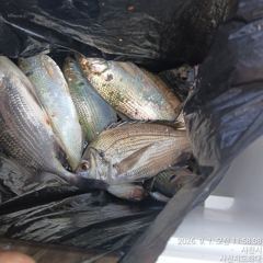 [사천] (사천저도좌대&펜션)9윌1일 저도좌대 조황 사진