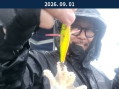 출조안내 - 9월1일 인천남항 테슬란호 갑오징어조황입니다~~^^ 사진