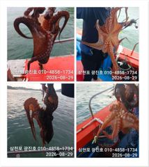 광진호,쭈꾸미출조{평일,5만}2,3,4,5,6,자리텅텅예약받습니다 사진