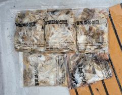26년 9월 1일 쭈갑조황입니다 사진