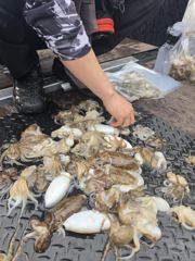 9월1일 원산대첩 천수만 조황 사진