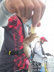9/2일, 재미있고 맛있는 쭈꾸미낚시~오늘 잘 나오고 있어요~ ~실시간~오전/오후반 전문-오후1자리 있어요~~ 군산 월명호 사진
