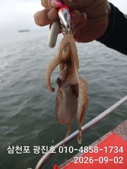 [사천] 3일쭈꾸미출조{평일,5만},3,4,5,6,자리텅텅예약받습니다 사진