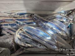 [여수,광양] 오늘밤 9월2일 내만갈치 출동합니다 사진