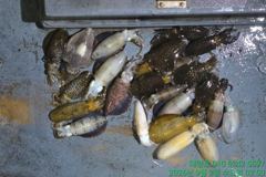 [통영] (무늬오징어)전원 손맛 90수 찍찍찍 먹물파티~대양호(오늘 예약… 사진