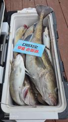 26.9.2일 대구라바 조황 입니다 사진
