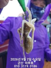 9월 2일 군산 마루호 쭈꾸미 조항~♡ 사진