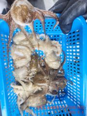 쭈꾸미. 잡으로. 오세요 사진