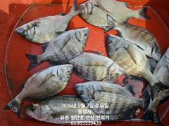 유촌 형만레저 선외기 흘림 감성돔 마리수조황입니다 사진