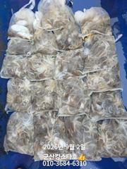 군산킹스타호(9/2)쭈꾸미 마무리(계속해서 쭈꾸미출조 ~예약가능 사진