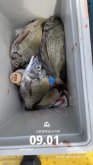 [사천] 삼천포 산분령 유료낚시터 9/2 조황입니다!! 사진