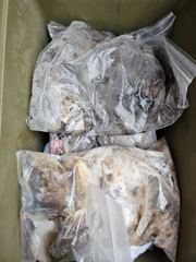[보령,서천] 오천 가즈아호 점점 늘어나는 이틀째 쭈꾸미 9월2일 조황 사진