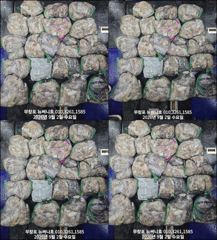 9월2일 쭈꾸미 300여수 망태기 조황입니다~!! 사진