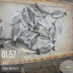 1시간전 [여수,광양] (은별호) 9/2. 내만갈치. 조황입니다 사진