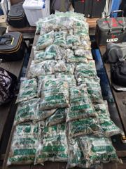 목감낚시대천브라더호(구형배호)3일철수쭈꾸미조황 사진