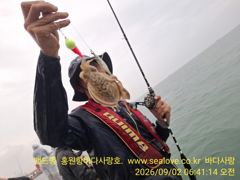 주꾸미 갑오징어 조황 입니다, 사진