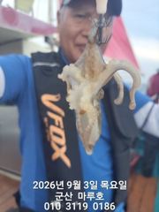 9월 3일 군산마루호 쭈꾸미 실시간 조항 ~☆ 사진