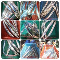 출조안내 - 통영VIP만물호 먼바다왕갈치 쿨러조황! (쭉 예약중)! 사진