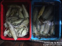 2일 금오열도 무늬오징어 조황입니다 사진
