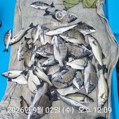 10분전 [군산] 9/3일 군산아리랑호 쭈구미 조황입니다 사진