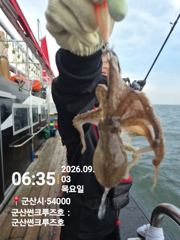 9월3일 군산썬크루즈호 쭈꾸미 다녀왔습니다 사진