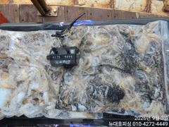 오늘의조황 - 뉴대호피싱 9월3일 쭈갑조황입니다!!! - 홍원항 항구낚시 사진