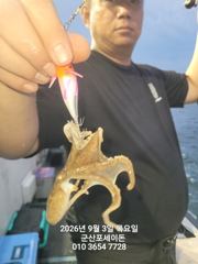 9/3일, 군산주꾸미~점점 좋은 물때로~좋아지는 쭈꾸미조황~군산 포세이돈호 사진