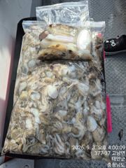 3일 백사장항 빅토리호 쭈꾸미 조황 사진